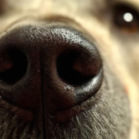 Understanding the Wutch Nose and Chon: What Makes Dogs Such Great Sniffers?